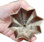 GOLDSTAR