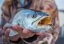 DEEP TROUT